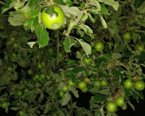 2. Egestorfer Apfel- und Birnenernte